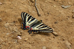 DSC_9710_ギフチョウ