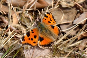 DSC_9726_ヒオドシチョウ