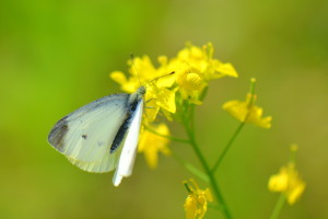 DSC_9870_モンシロチョウ