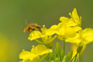 DSC_9887_ビロウドツリアブ