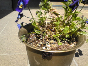 Image520 - コピー2