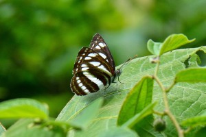 DSC_1129_1600コミスジ