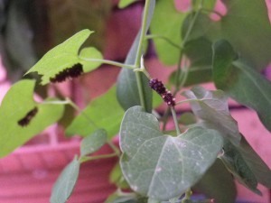 2-2レイジャコウ0827