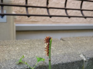 2-3レイジャコウ