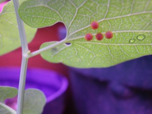 2タマゴジャコウ0820