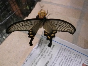 2%e3%82%b8%e3%83%a3%e3%82%b3%e3%82%a61015