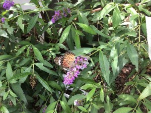 img_0599%e5%8a%a0%e5%b7%a5