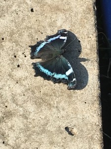 a%e3%83%ab%e3%83%aa%e3%82%bf%e3%83%86%e3%83%8fsecuredownload