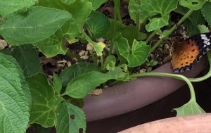 img_1798-トリミング