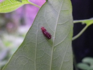 sジャコウ1れい0901