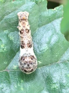 1AFB1E56-7E89-46B9-9B1D-A8D38935E7A2