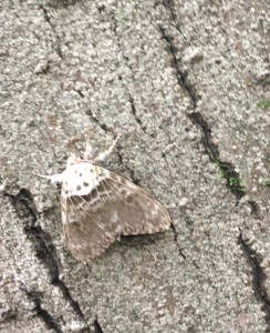 2287A805-36DE-42F1-AC1D-89FF32B513FC