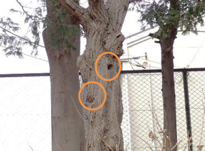 アオゲラくんち