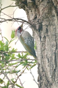 E916C984-79C4-465D-9399-42BCA2B1F90D