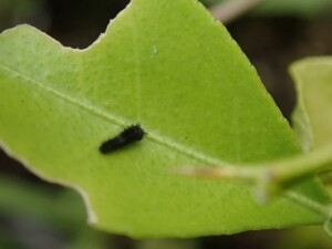 5293C1F0-EC1C-4B46-94D1-4C27BFAF29D2