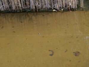 EF6445C7-B9FC-496D-8469-BD2388AABEFB