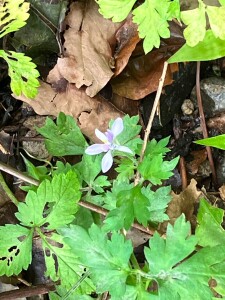 A999F50E-A976-47A4-891D-9B5295CCDF2E