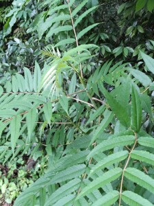 D14E2333-5A6E-4B90-87BA-F9F1AE2951DF